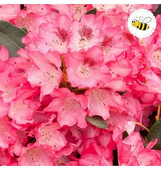 Hibridni rododendron Ana C2 Lit. 30-35 cm