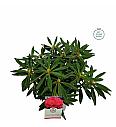 Rhododendron hybrid Ana C5 Lit. 40-50 cm