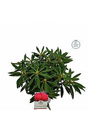 Rhododendron hybrid Ana C5 Lit. 40-50 cm