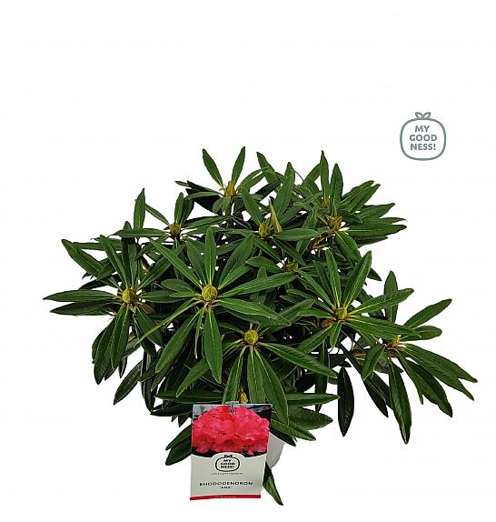 Rhododendron hybrid Ana C5 Lit. 40-50 cm