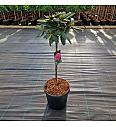 Rhododendron (Y) Polaris C18 Lit. Na steblu 60 cm