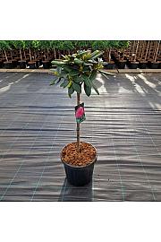 Rhododendron (Y) Polaris C18 Lit. Na steblu 60 cm