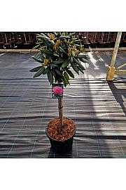 Rhododendron (Y) Kalinka C18 Lit. Na steblu 60 cm