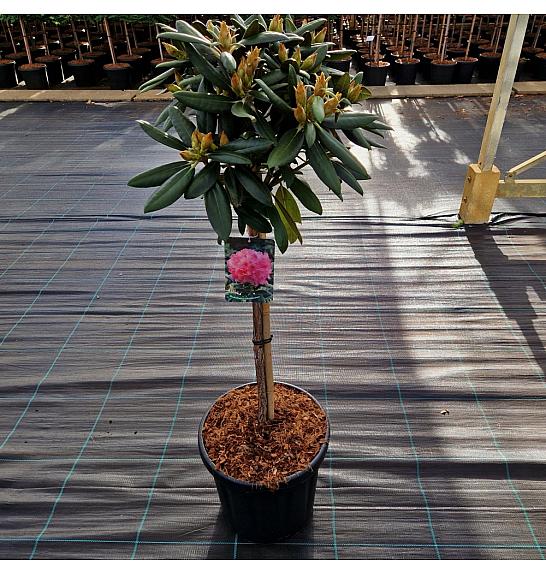 Rhododendron (Y) Kalinka C18 Lit. Na steblu 60 cm