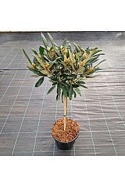 Rhododendron (Y) Clivia C18 Lit. Na steblu 60 cm