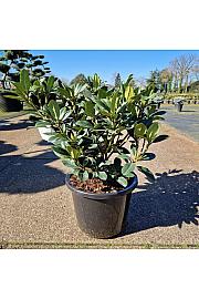 Rhododendron (T) Metallica C12 Lit. 40-50 cm