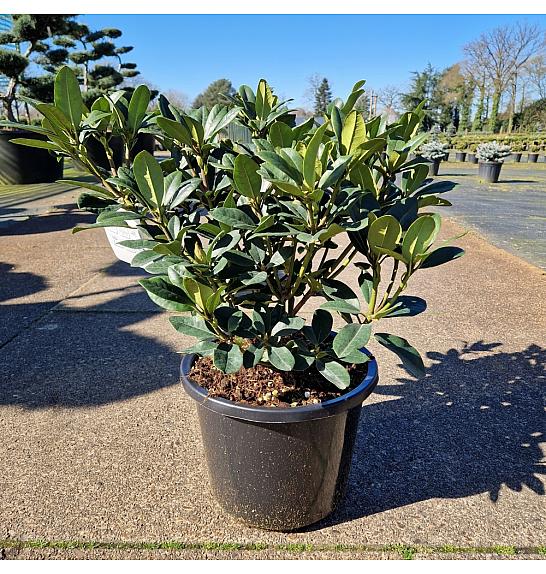 Rhododendron (T) Metallica C12 Lit. 40-50 cm