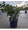 Rhododendron (T) Karl Naue C12 Lit. 40-50 cm