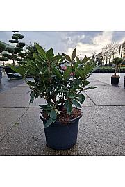 Rhododendron (T) Karl Naue C12 Lit. 40-50 cm