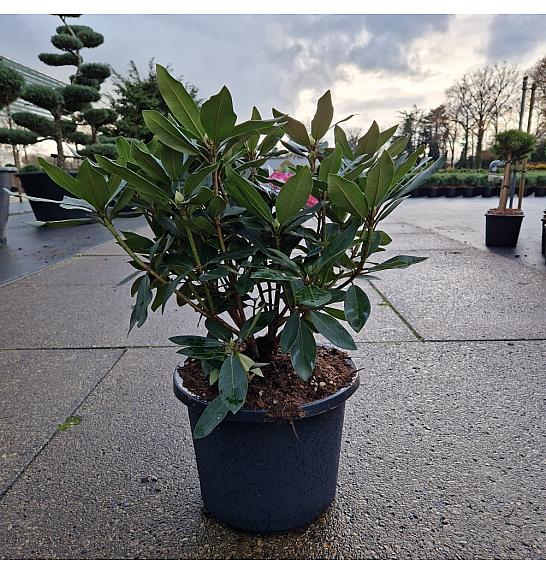 Rhododendron (T) Karl Naue C12 Lit. 40-50 cm