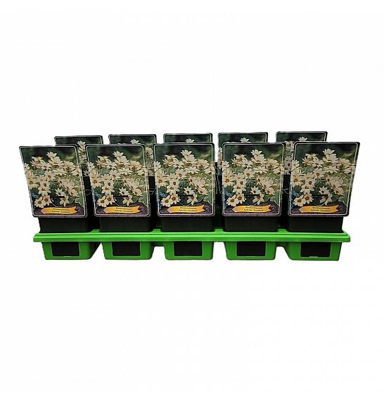 Rhodanthemum hybr. Sunshine Ø11