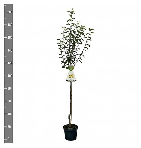 Pyrus communis Williams C7,5 Lit. 175-200 cm Na steblu 100 cm