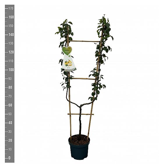 Pyrus communis Williams C7,5 Lit. 140-160 cm U forma