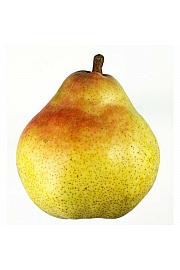 Pyrus communis Williams C5 Lit. 80-100 cm Patio (35256)
