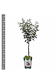 Pyrus communis Red Williams C5 Lit. 80-100 cm Patio