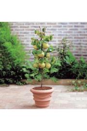 Pyrus communis Pillar Pear C7 Lit. 40-60 cm Stebričasta