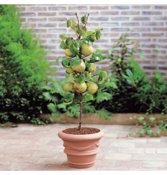 Pyrus communis Pillar Pear C7 Lit. 40-60 cm Stebričasta