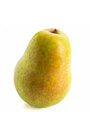 Pyrus communis Luisa C5 Lit. 60-80 cm Na stabljici