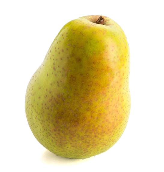 Pyrus communis Louisa - Mini C5 Lit. Na steblu 50 cm