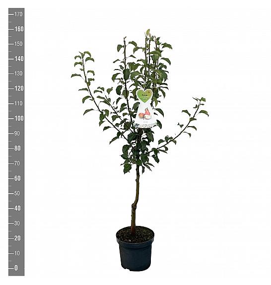 Pyrus communis Gieser Wildeman C7,5 Lit. 125-150 cm