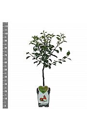 Pyrus communis Gieser Wildeman C5 Lit. 80-100 cm Patio