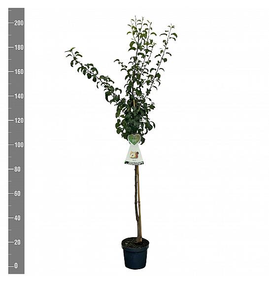 Pyrus communis Gellerts Butterbirne /Beurré Hardy C7,5 Lit. 175-200 cm Na steblu 100 cm
