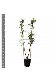 Pyrus communis Conference x Williams C7,5 Lit. 140-160 cm Duo