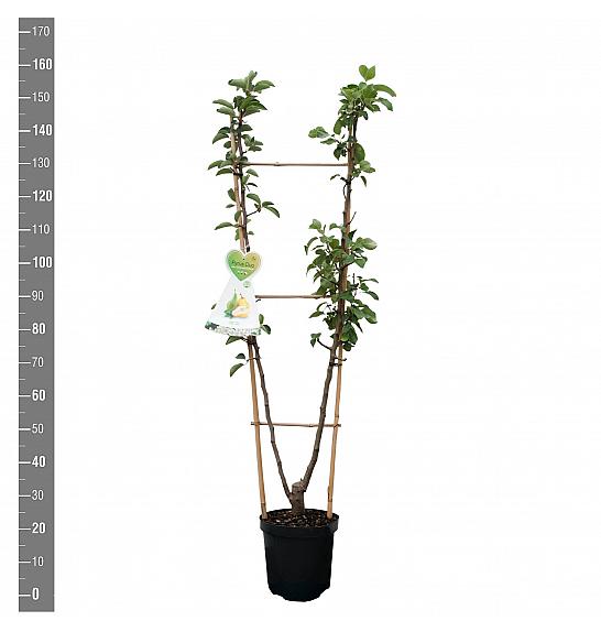 Pyrus communis Conference x Williams C7,5 Lit. 140-160 cm Duo