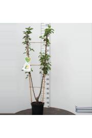 Pyrus communis Conference x Williams C7,5 Lit. 150-175 cm Duo (55762)