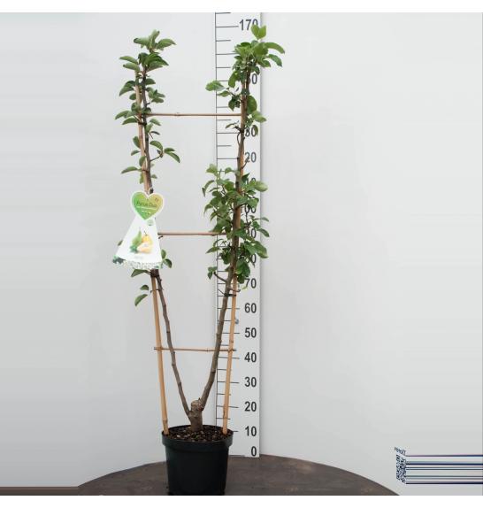 Pyrus communis Conference x Williams C7,5 Lit. 150-175 cm Duo (55762)