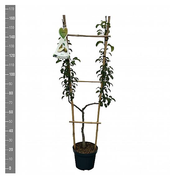 Pyrus communis Conference C7,5 Lit. 140-160 cm U forma