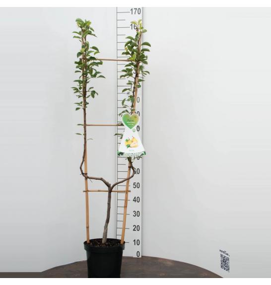 Pyrus communis Conference C7,5 Lit. 150-175 cm U forma
