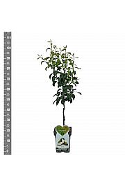 Pyrus communis Conference C5 Lit. 80-100 cm Patio