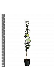 Pyrus communis Condo C5 Lit. 80-100 cm Stebričasta
