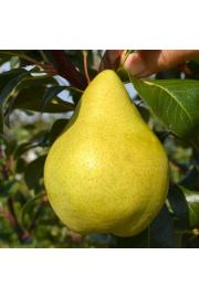 Pyrus communis Condo C5 Lit. 80-100 cm Stebričasta (55739)
