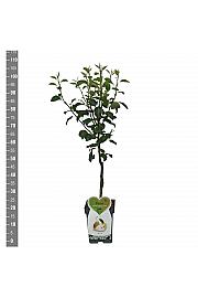 Pyrus communis Clapps Favourite C5 Lit. 80-100 cm Patio