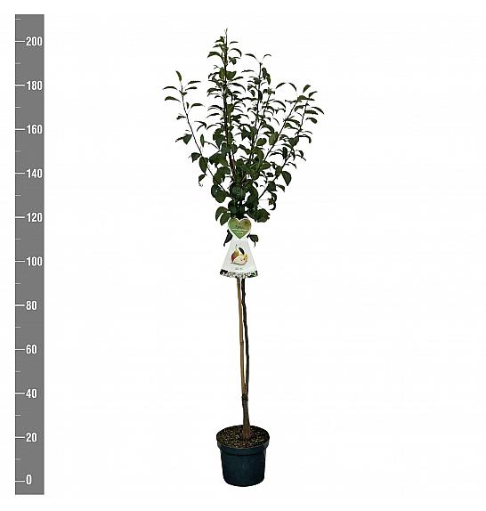 Pyrus communis Clapps Favourite C7,5 Lit. 175-200 cm Na steblu 100 cm