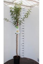 Pyrus communis Clapps Favourite C7,5 Lit. 175-200 cm Na steblu 100 cm