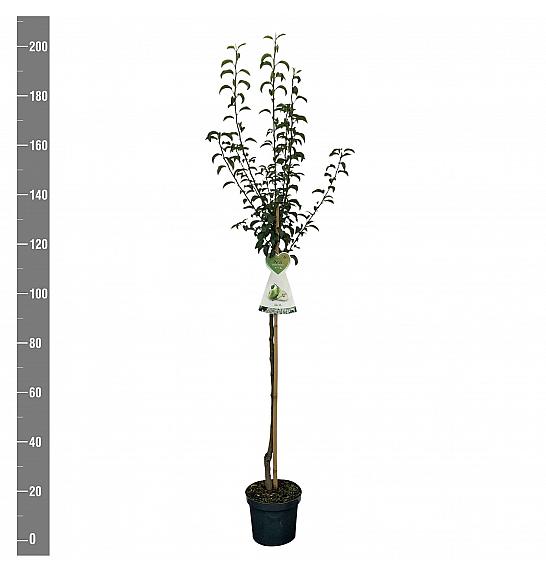 Pyrus communis Charneux C7,5 Lit. 175-200 cm Na steblu 100 cm