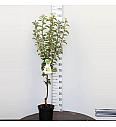 Pyrus communis Charneux C7,5 Lit. 125-150 cm