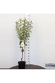 Pyrus communis Charneux C7,5 Lit. 125-150 cm
