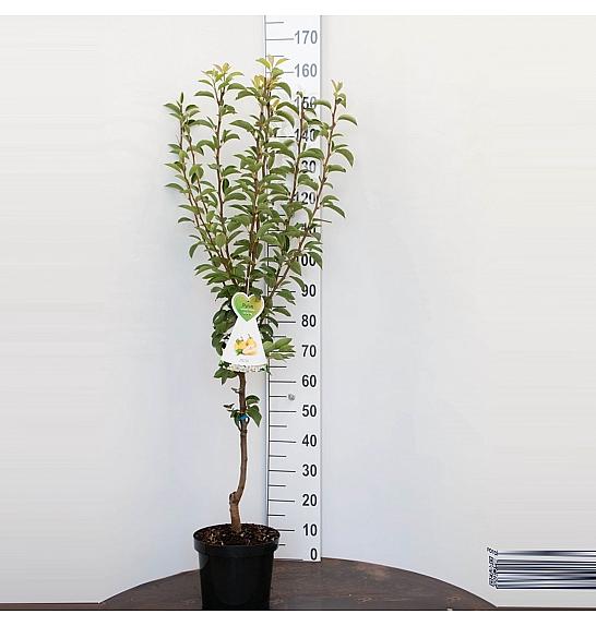 Pyrus communis Charneux C7,5 Lit. 125-150 cm