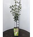 Pyrus communis Charneux C5 Lit. 80-100 cm BIO