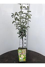 Pyrus communis Charneux C5 Lit. 80-100 cm BIO