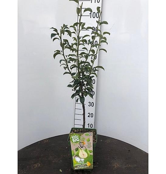 Pyrus communis Charneux C5 Lit. 80-100 cm BIO