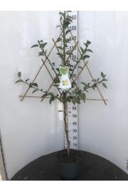 Pyrus communis C7,5 Lit. 150-175 cm Špalir