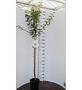 Pyrus communis Bonne Louise dAvranches C7,5 Lit. 175-200 cm Na steblu 100 cm