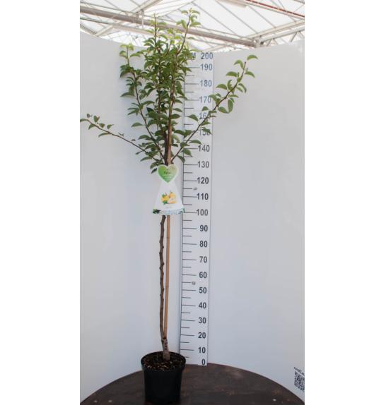 Pyrus communis Bonne Louise dAvranches C7,5 Lit. 175-200 cm Na steblu 100 cm