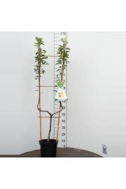 Pyrus communis Bonne Louise dAvranches C7,5 Lit. 150-175 cm U forma