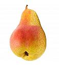 Pyrus communis Bonne Louise dAvranches C7,5 Lit. 125-150 cm